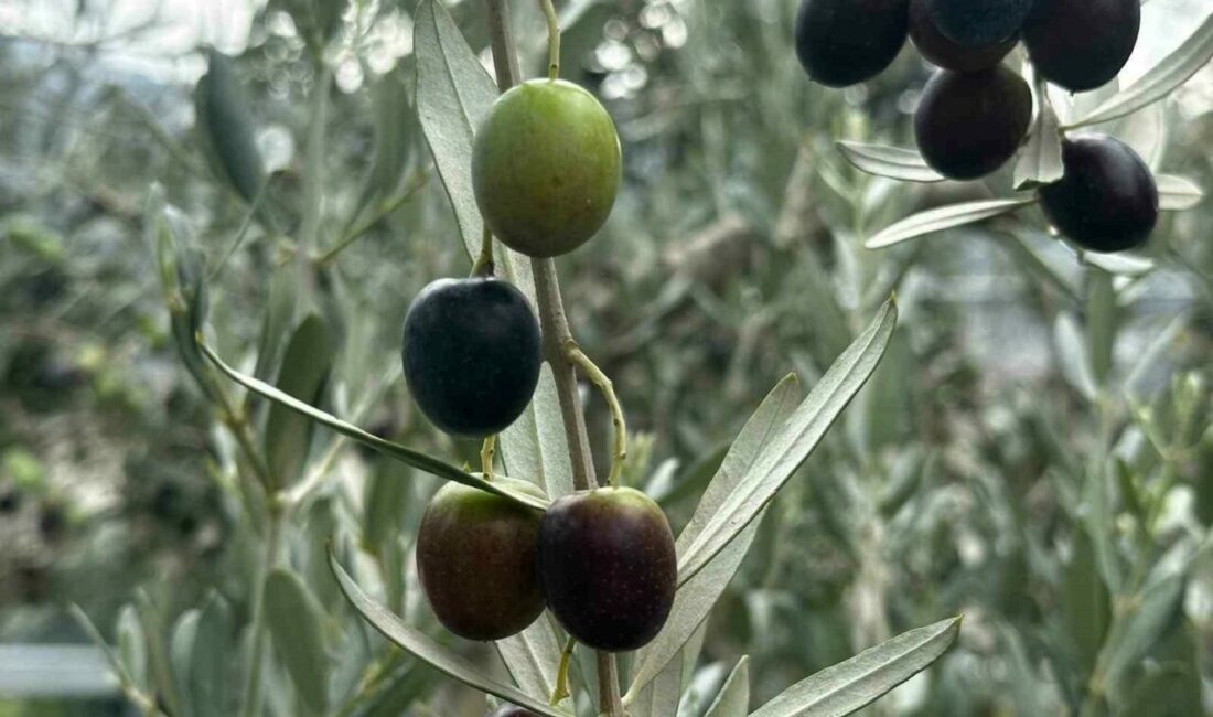 Bursa’da bu sezon 165 bin ton sofralık, 125 bin ton yağlık zeytin bekleniyor Bursa genelinde bu sezon 290 bin ton zeytin rekoltesi beklenirken,