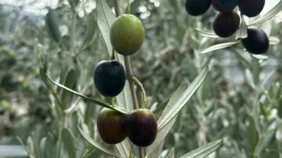 Bursa genelinde bu sezon 290 bin ton zeytin rekoltesi beklenirken,