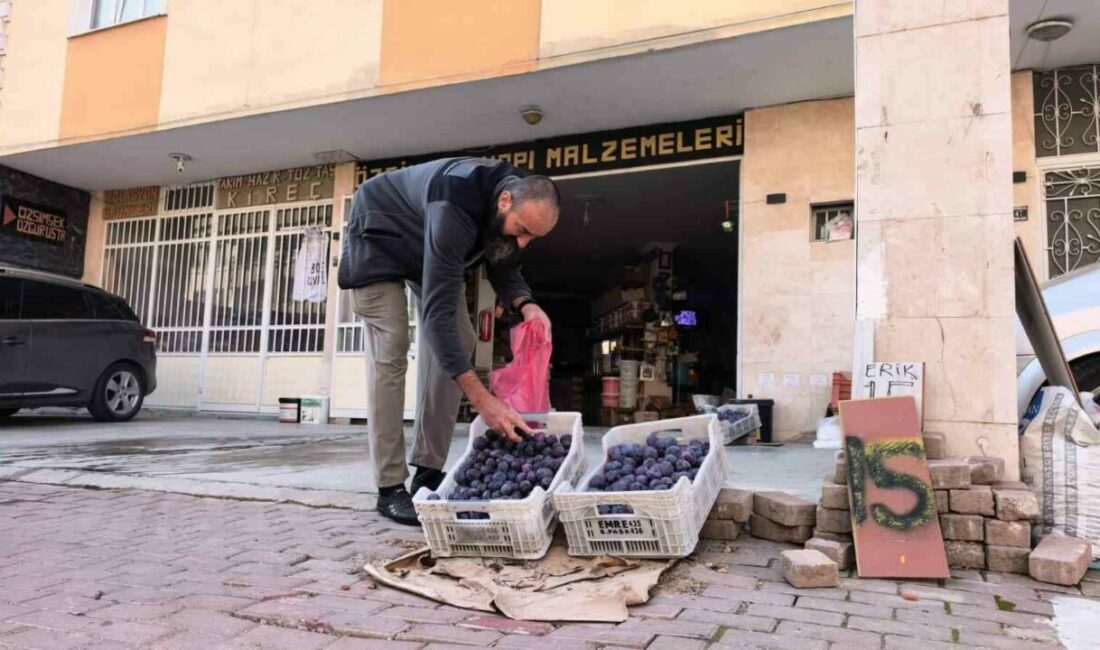 Bursalı çiftçi erikleri dalında bırakmadı, çöpe atmadı fenomen oldu Bursa’nın İnegöl ilçesinde annesine ait tarlada yaklaşık 10 ton erik