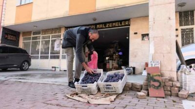 Bursa’nın İnegöl ilçesinde annesine ait tarlada yaklaşık 10 ton erik
