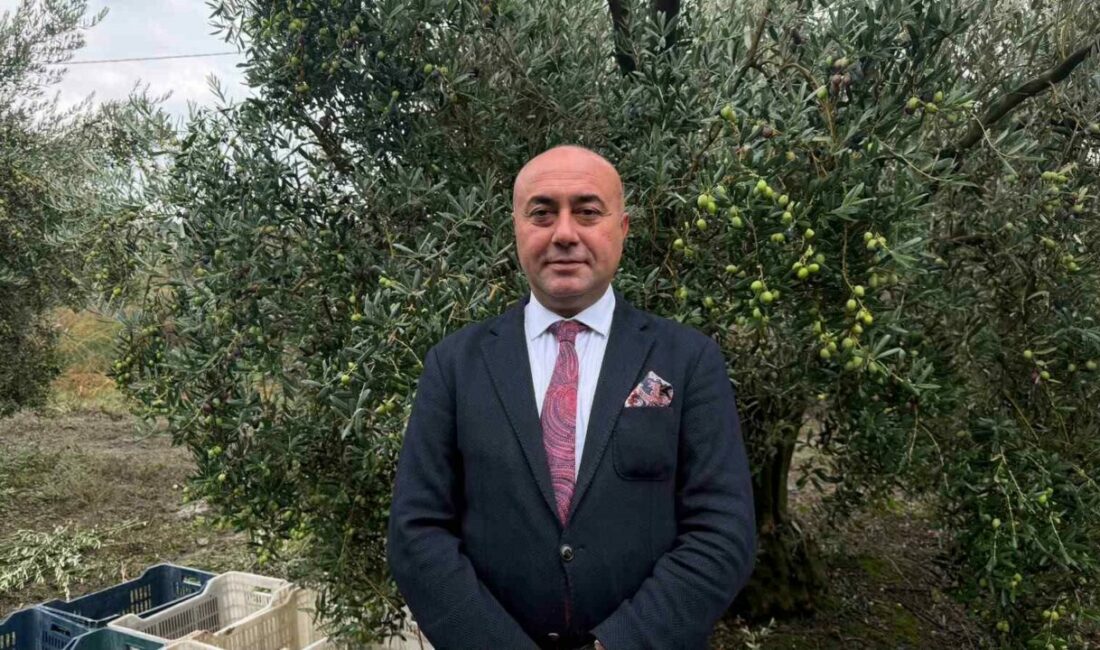 Marmarabirlik’ten 60 bin tonluk alım planı…Türkiye’de zeytinde rekor rekolte beklentisi Marmarabirlik Yönetim Kurulu Başkanı Ali Yıldız, Türkiye genelinde sofralık ve