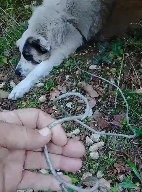 Ormanda tuzağa yakalanan köpeği arama kurtarma ekipleri kurtardı Bursa’nın Yıldırım ilçesinde ormanlık alanda yabani hayvanları yakalamak için kurulan