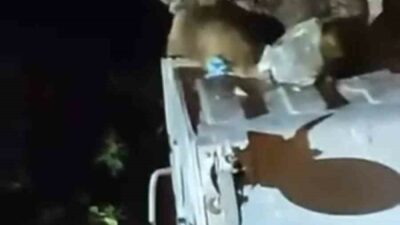 Uludağ’da aç kalan ayı, Sarıalan bölgesinde yiyecek bulmak için çöp