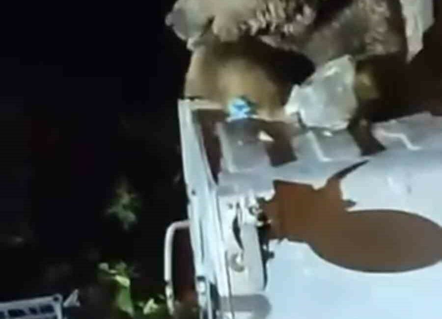 Uludağ’da aç kalan ayı yemek aradı Uludağ’da aç kalan ayı, Sarıalan bölgesinde yiyecek bulmak için çöp