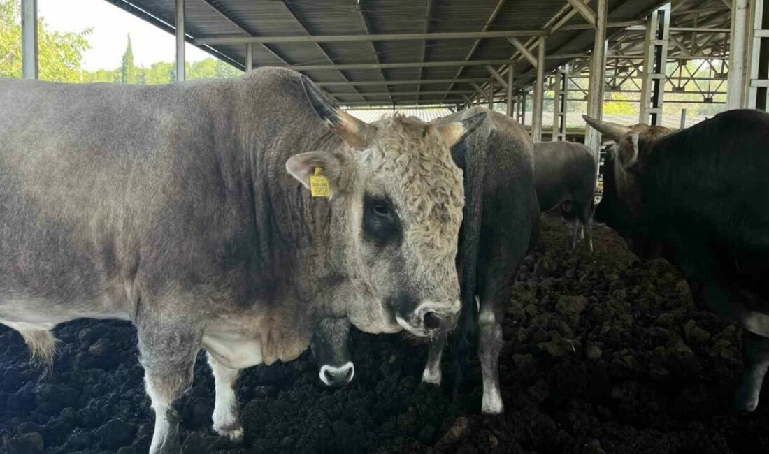 Bursa Uludağ Üniversitesi Ziraat Fakültesi Zootekni Bölümünde yetiştirilen yerli boz